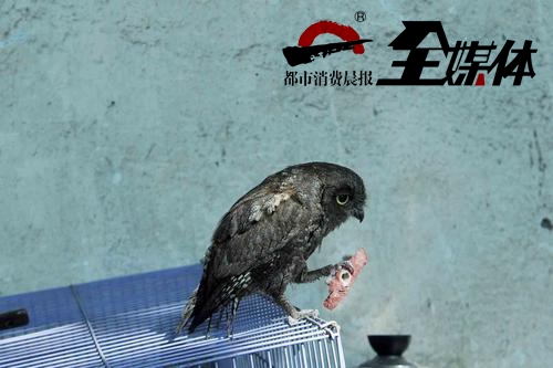 流浪猫咬死猫头鹰,猫头鹰被猫咬死