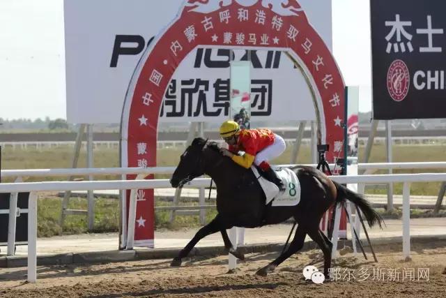 凭身份证免费观赛！周日35匹纯血赛马和外国骑师要与鄂尔多斯观