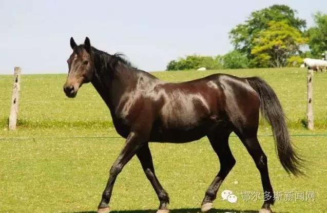 凭身份证免费观赛！周日35匹纯血赛马和外国骑师要与鄂尔多斯观