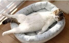 女子怀孕不知情生下宝宝一脸懵,女子怀孕12个月未生育下集