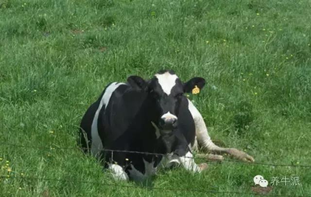 消除孕牛胎动不安的方法