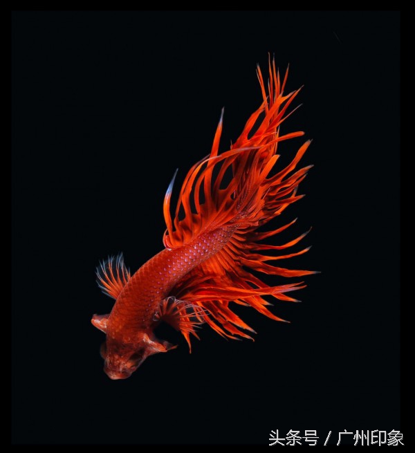 这条鱼让iPhone6s更显灵动,但你知道这是什么鱼吗