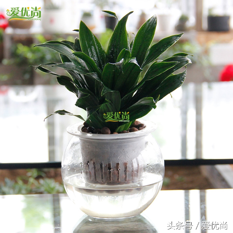 超实用水培植物怎么养,最适合懒人养的4种水培植物