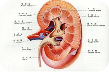 对失眠有效的坚果,能帮助睡眠的干果