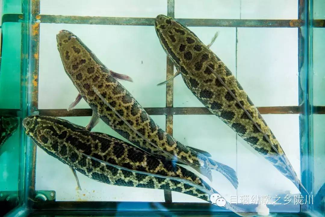 好吃的川湘菜就在这里,陇川湘菜