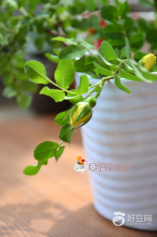 海鲜墨鱼干做法视频,海鲜墨鱼干怎么做法好吃