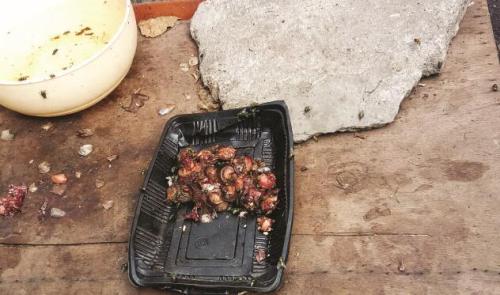 流浪野猫怎么处理,野猫总是来院里怎么办