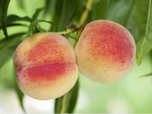 去日本抢购马桶盖反应,去了日本才知道的商品