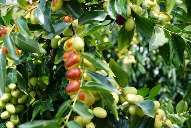 云南美食酸菜红豆猪脚,宾川县酸汤猪脚