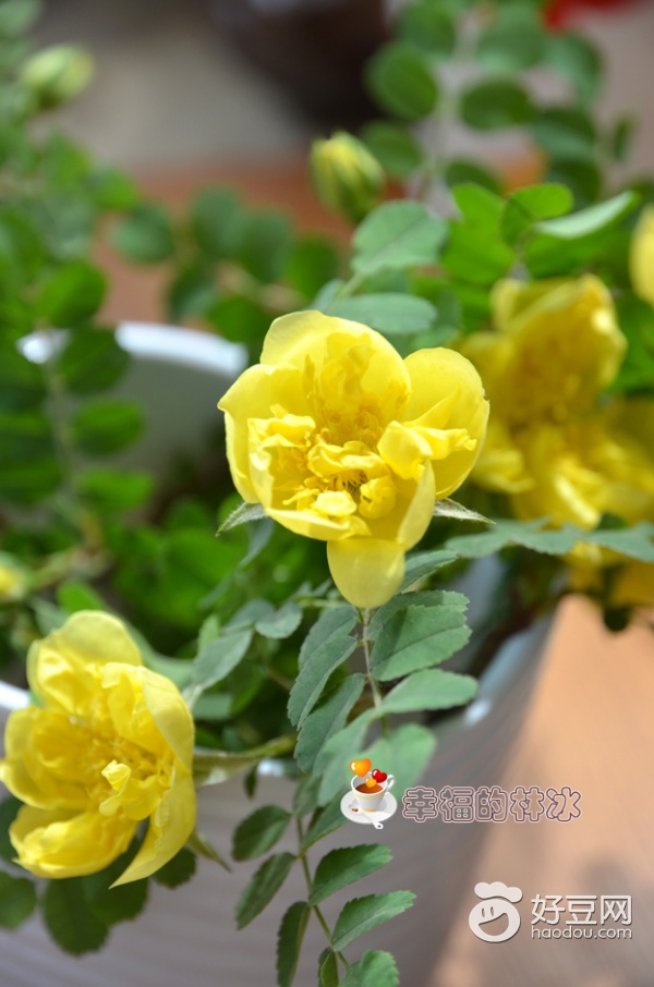 海鲜墨鱼干做法视频,海鲜墨鱼干怎么做法好吃