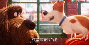 万万没想到！竟然被一群来搞笑的宠物暖哭了