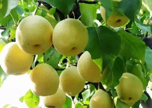 去日本抢购马桶盖反应,去了日本才知道的商品