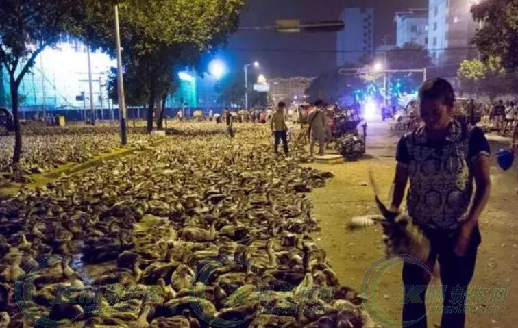 鬼节为什么要吃鸭？在南宁过鬼节你要知道这些