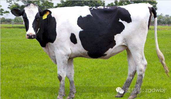 奶牛腐蹄病症状全过程,奶牛腐蹄病怎么回事