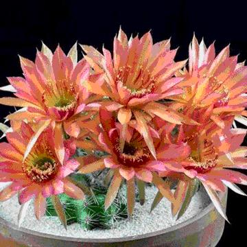 四维世界超立方体,四维世界亲身感觉