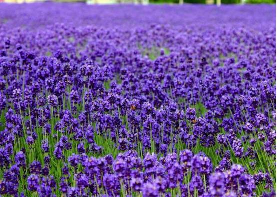 七夕送花怎么送比较合适,七夕送花小妙招