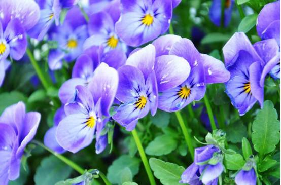 七夕送花怎么送比较合适,七夕送花小妙招