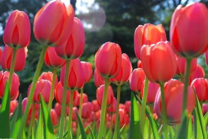 七夕送花怎么送比较合适,七夕送花小妙招