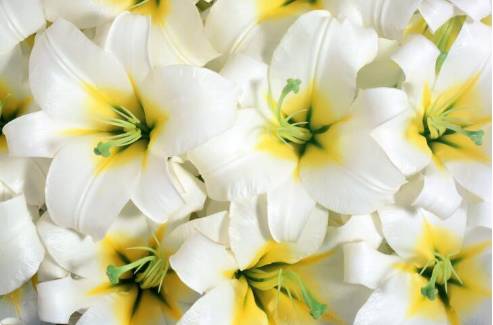 七夕送花怎么送比较合适,七夕送花小妙招