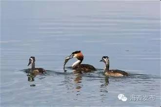 不羡鸳鸯不羡仙是哪首歌曲里的,青山绿水彩云间不羡鸳鸯不羡仙