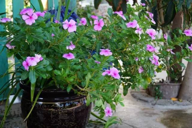 云南美食酸菜红豆猪脚,宾川县酸汤猪脚