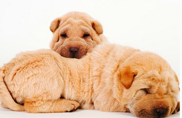 狗狗眼睑内翻用什么消炎药,狗狗眼睑下垂是怎么回事