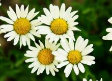 虞娇人凝胶，女性妇科疾病的克星？