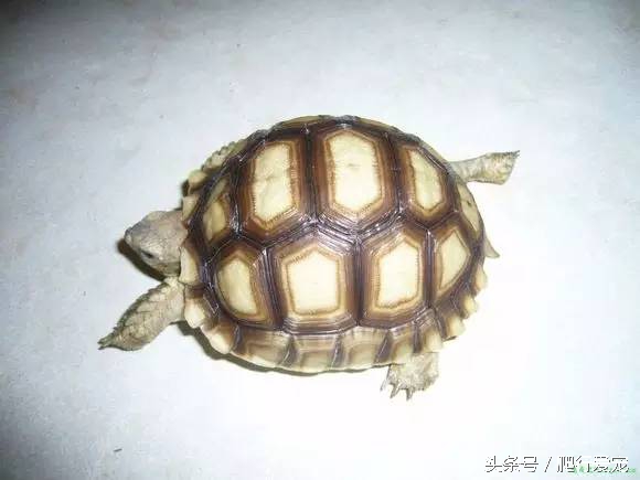 苏卡达陆龟日常,成年苏卡达陆龟一天吃多少东西