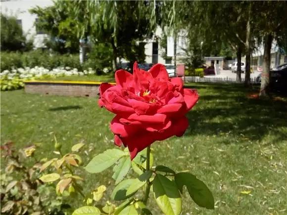 荣耀5.8英寸全面屏手机推荐,荣耀畅玩206.5英寸大屏