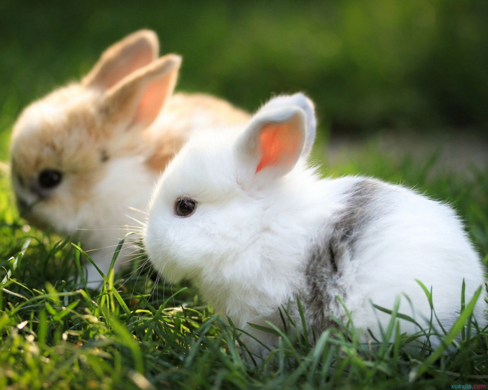 在家养兔子怎么自己做笼子,想养兔子要怎么做