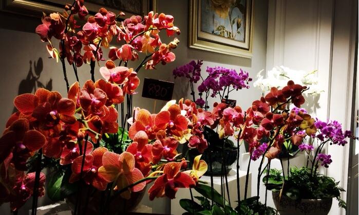 最爱文艺范|郑州最文艺的10家花店