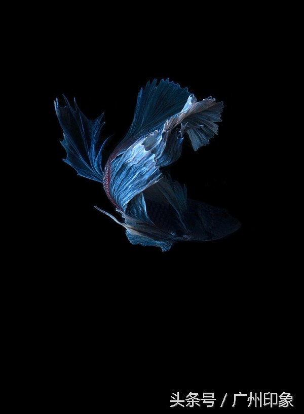 这条鱼让iPhone6s更显灵动,但你知道这是什么鱼吗