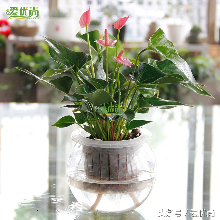 超实用水培植物怎么养,最适合懒人养的4种水培植物