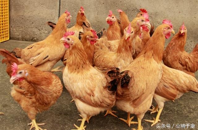 鸡得白血病传染吗,什么情况下鸡得白血病