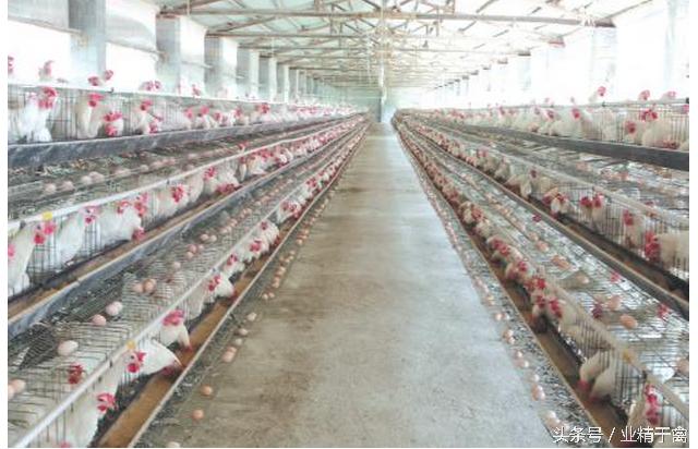 鸡得白血病传染吗,什么情况下鸡得白血病