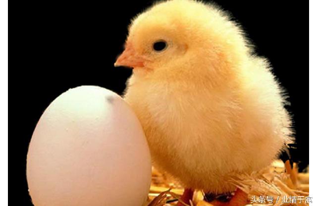 鸡得白血病传染吗,什么情况下鸡得白血病