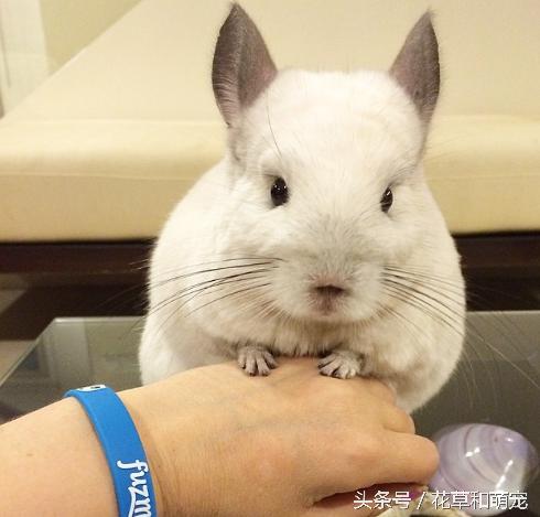 还会自己拿杯子喝水，这只龙猫可是温柔的小公举