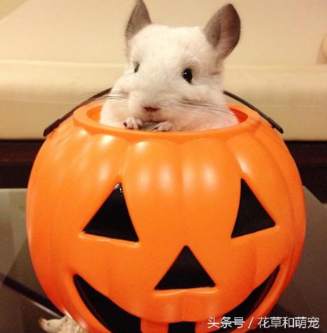 还会自己拿杯子喝水，这只龙猫可是温柔的小公举