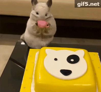 还会自己拿杯子喝水，这只龙猫可是温柔的小公举