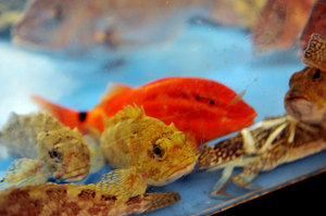 jr大阪一日游,大阪jr旅游攻略