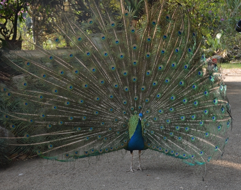 云南人必点的一道菜,云南的一道重口味美食