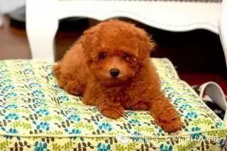 解救一只金毛,解救一只圈养小金毛