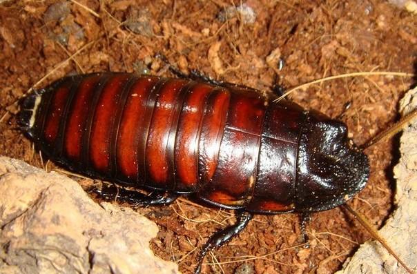 洋葱灭蟑螂最好的办法,洋葱消灭蟑螂最有效的方法