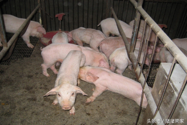 新生仔猪抖抖是什么原因,仔猪抖抖病怎么治疗最好