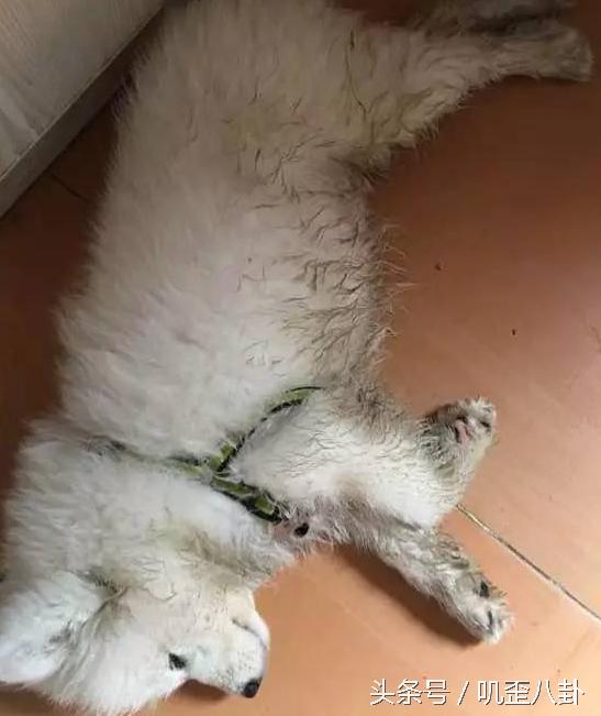 网友丢了一只萨摩耶,被主人遗弃的萨摩耶后续