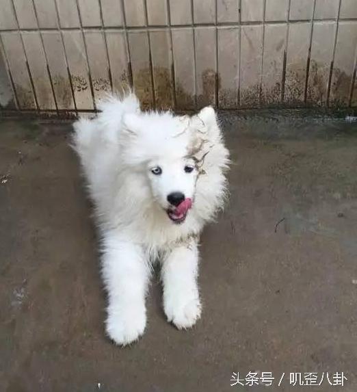 网友丢了一只萨摩耶,被主人遗弃的萨摩耶后续