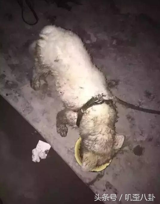 网友丢了一只萨摩耶,被主人遗弃的萨摩耶后续