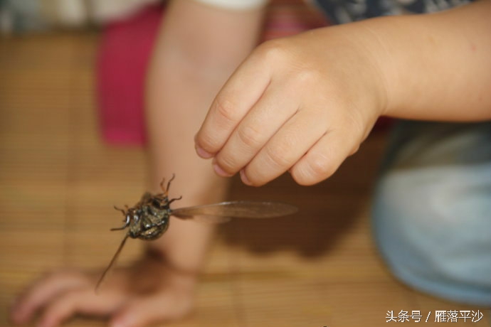 金蝉脱壳是蝉处于发育的什么阶段,金蝉脱壳怎么孵化