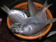 白鲳鱼和肉鲳鱼,白鲳鱼和肉鲳鱼哪种好