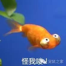 适合学生养的1元宠物,双鱼座适合养什么宠物